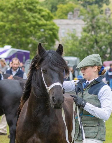 fell pony show in the lake district dalemain mansion show