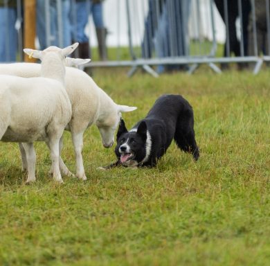 sheepdog rounding up sheep at a show