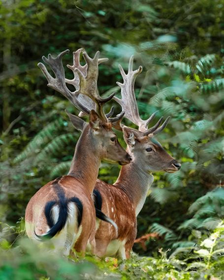 fallow bucks in a forest 