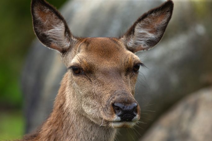 red deer hind in scotland galloway forest