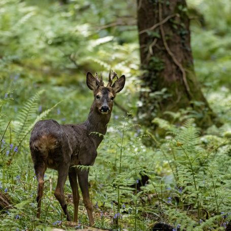 roe deer buck in the forest 