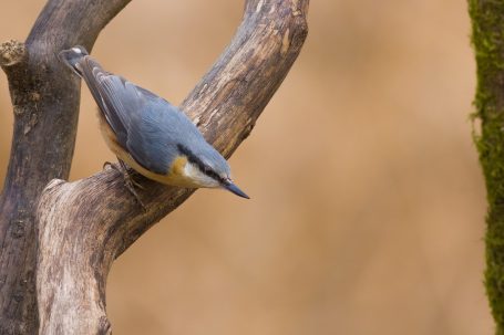 NUTHATCH (Sitta europaea) Scuttling tree climbers. Look for these woodland specialists hurrying up and down tree trunks in search of food.