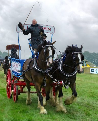 carriage horse show 