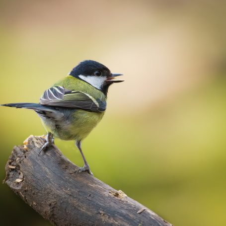 great tit in the forest of dean 