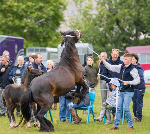 fell pony show