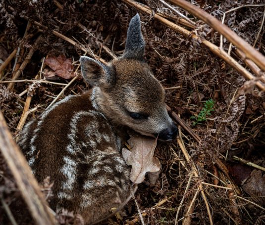 roe deer fawn lying in the bracken