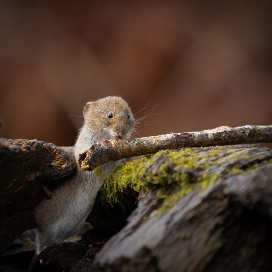  Field voles are found throughout mainland Britain