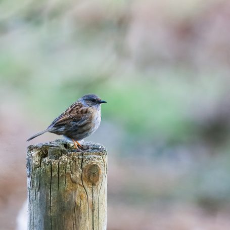 The shy dunnock can be seen hopping about under hedges as its other name, 'hedge sparrow', suggests. It inhabits gardens, woodlands, hedgero