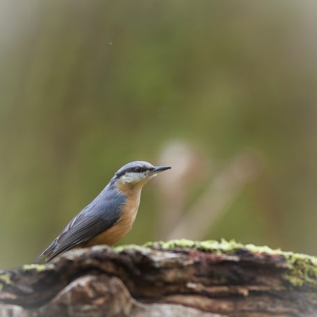 Nuthatch Sitta europaea