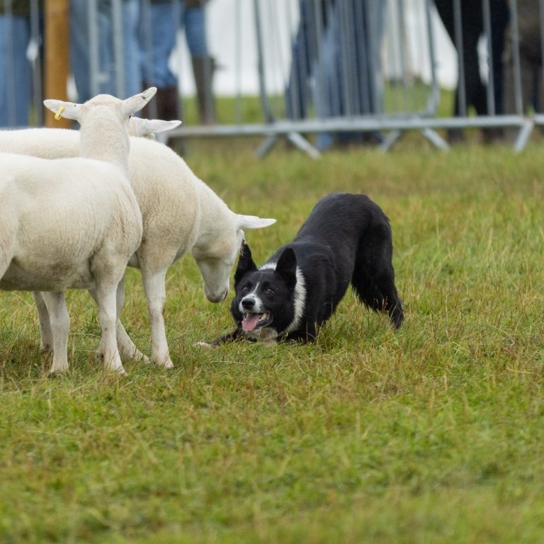 sheep dog rounding up sheep