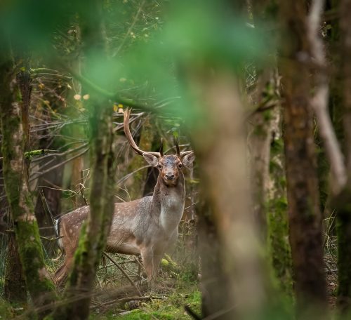 rutting fallow buck in a forest 