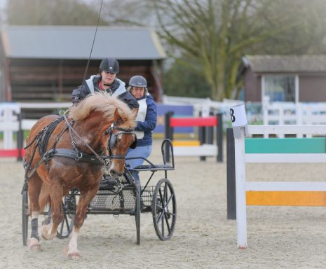 horse at a horse show