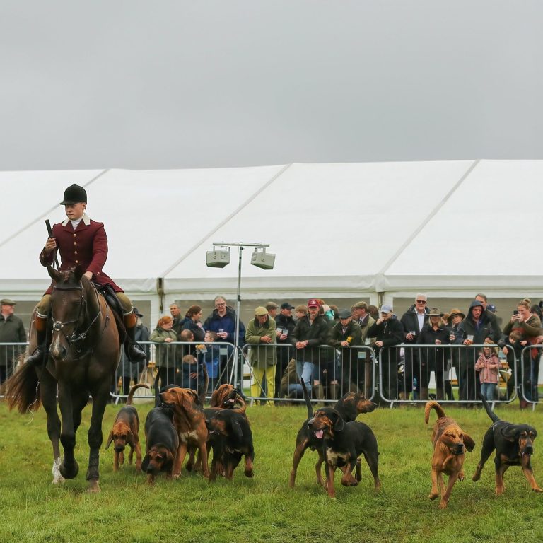 bloodhounds at a county show