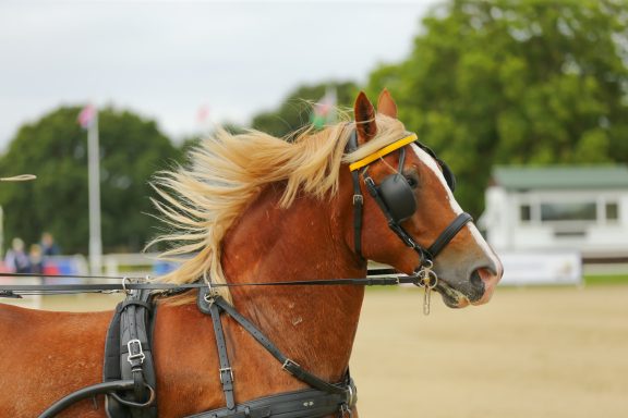 pony in an event david broome event centre