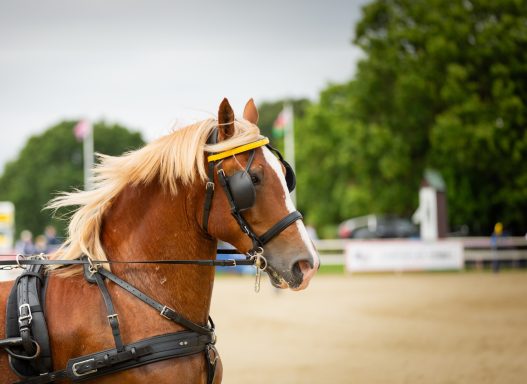 carriage driving at the david broome centre 