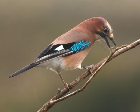 Jay Garrulus glandarius