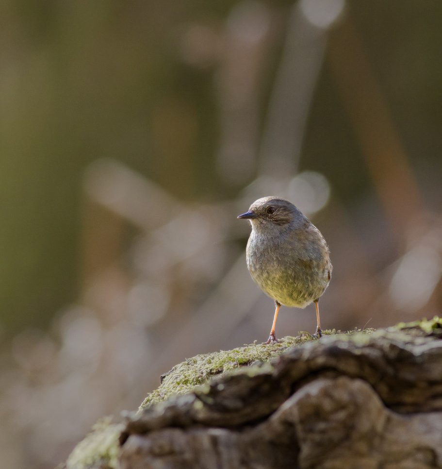 Dunnock Prunella modularis