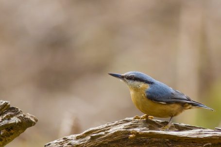 Nuthatch Sitta europaea