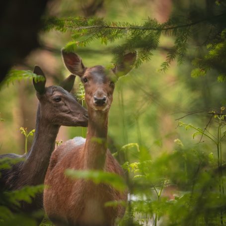 fallow does in may ready to give birth