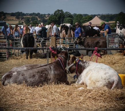 lifestyle photography at a county show taken at the blakesley show