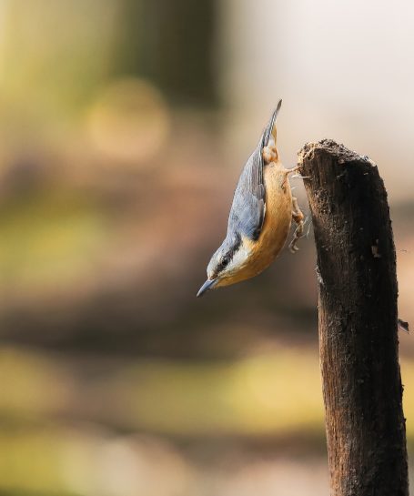 Nuthatches are an all-year-round bird, primarily located in England and Wales