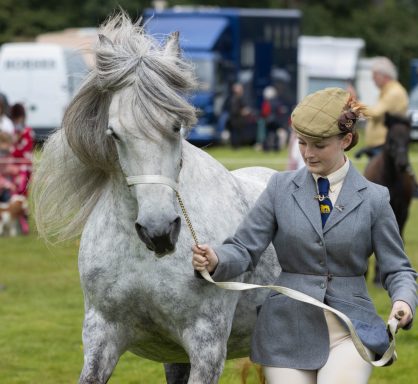 fell pony show in the lakes lifestyle image of a fell pony rider at an event in the lake district north west england